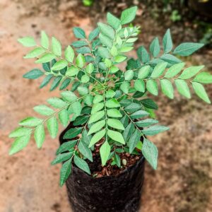 Alternative view of Curry Leaf Plant In 4 Inch Pot, 5-9 Inc Tall