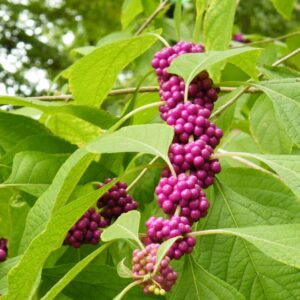 Alternative view of American Beautyberry Plant