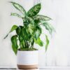 Dieffenbachia Star Bright Plant