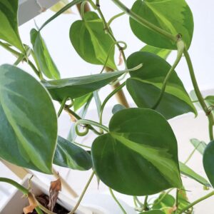 Alternative view of Philodendron Silver Stripe Aroid Plant