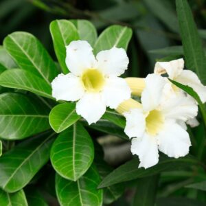 Adenium Desert Rose Plant