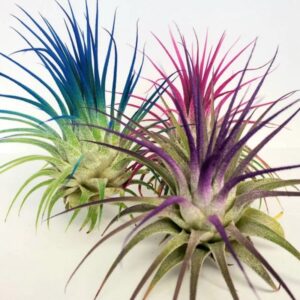 Alternative view of Air Plant Tillandsia Iona Purple Single Plant