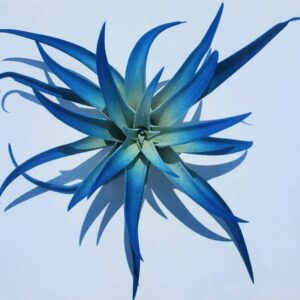 Alternative view of Air Plant Tillandsia Indigo Dark Blue Plant