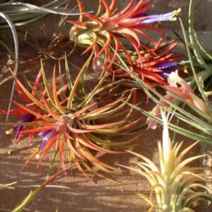 Alternative view of Mix air plant