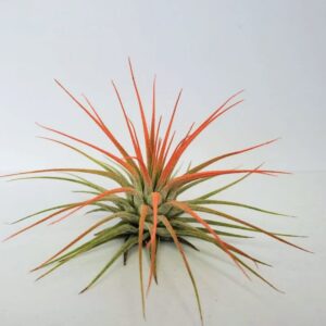 Alternative view of Air Plant Tillandsia Iona Coral Single Plant