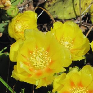Alternative view of Prickly Pear Cactus Pad