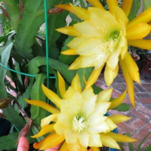 Epiphyllum Orchid Cactus Cutting