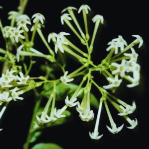 Blooming Jasmine Plant