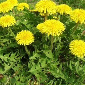 Alternative view of Dandelion