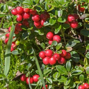 Alternative view of Lingonberry