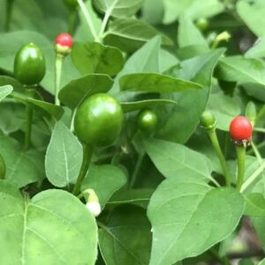 Alternative view of Chiltepin Pepper