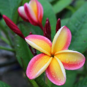 Alternative view of Hawaiian Plumeria Flower Cutting