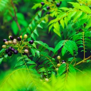 Curry Leaf Plant In 4 Inch Pot, 5-9 Inc Tall