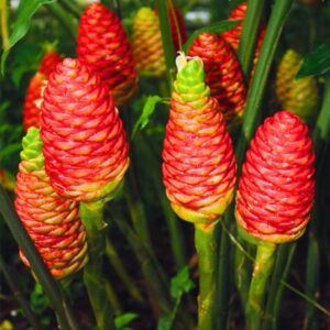 Shampoo Ginger Roots, Choose Quantity