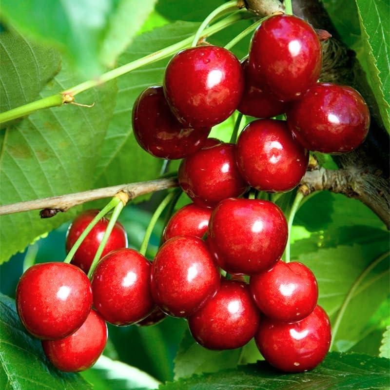 Cherry Fruit Tree, Large Sizes - Image 5