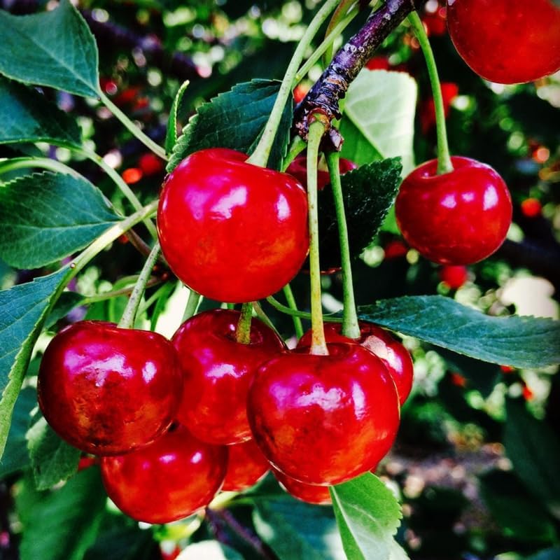 Cherry Fruit Tree, Large Sizes - Image 3