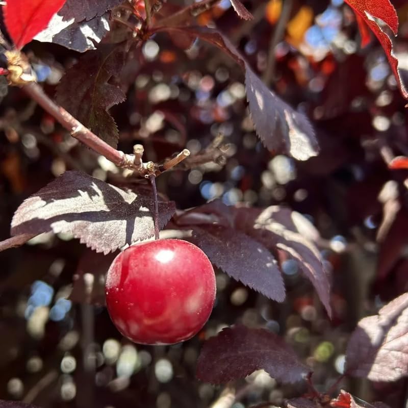 Cherry Tree - Image 4