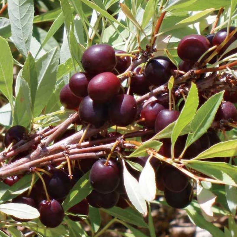 Cherry Tree - Image 5