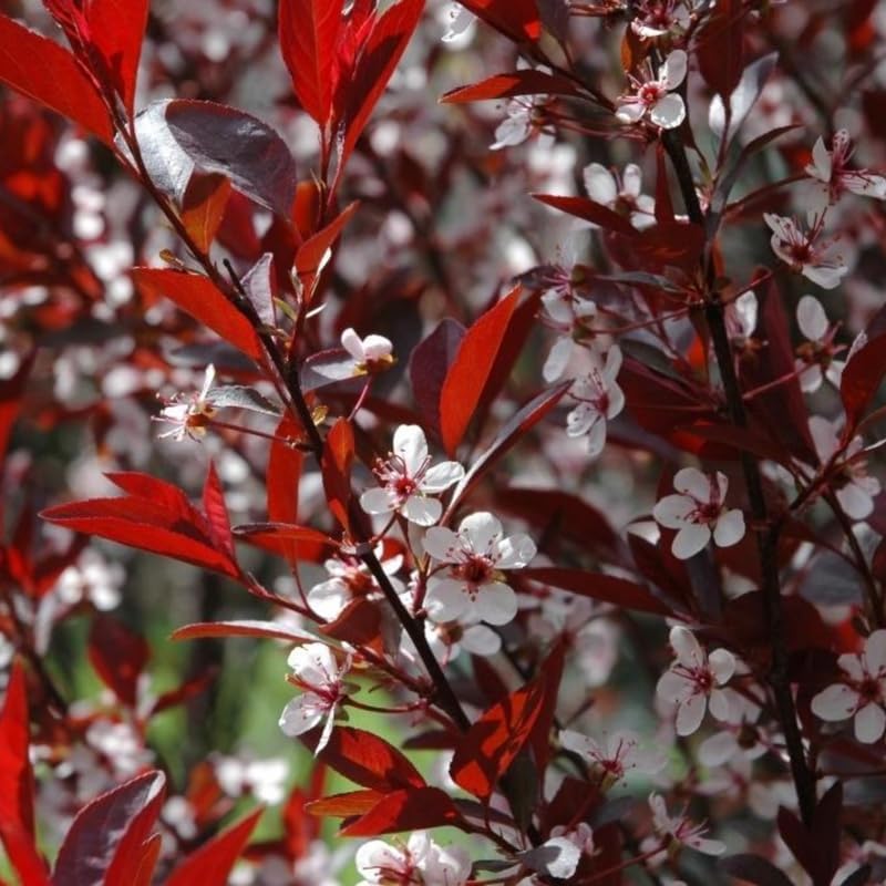 Cherry Tree - Image 3