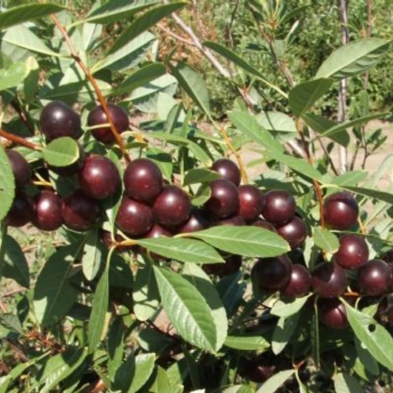 Cherry Tree - Image 2