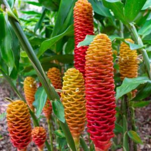 6 Shampoo Ginger Rhizomes (Zingiber Zerumbet)