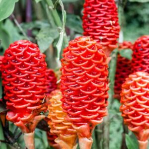 6 Fresh Ginger Roots (Zingiber Zerumbet)