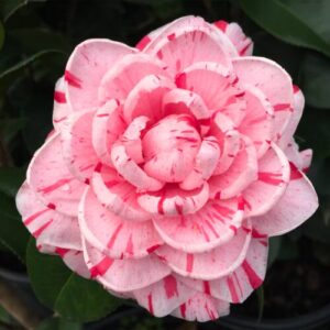 White Pink Camellia Live Plant in 4" Pot