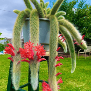 Alternative view of Monkey Tail Cactus Live Plant 4"