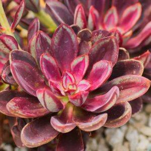 Alternative view of Echeveria Succulent Plants