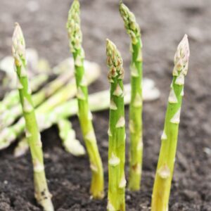 Alternative view of 6 Green Asparagus Plants - Perennial Vegetable Plants - Outdoor Spring Vegetable - Zone 2 To 9