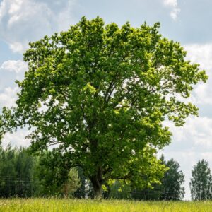 Alternative view of Dwarf Chinkapin Oak Tree - 12 To 18 Inches Tall Rooted Oak Live Shrubs Plant - Zone 4 To 9 - Outdoor Garden Tree