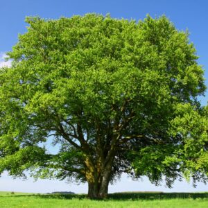 Dwarf Chinkapin Oak Tree - 12 To 18 Inches Tall Rooted Oak Live Shrubs Plant - Zone 4 To 9 - Outdoor Garden Tree