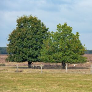Dwarf Chinkapin Oak Tree - 2 Feet Tall No Pot - Dwarf Chinkapin Chestnut Quercus Muehlenbergii - Attracts Wildlife