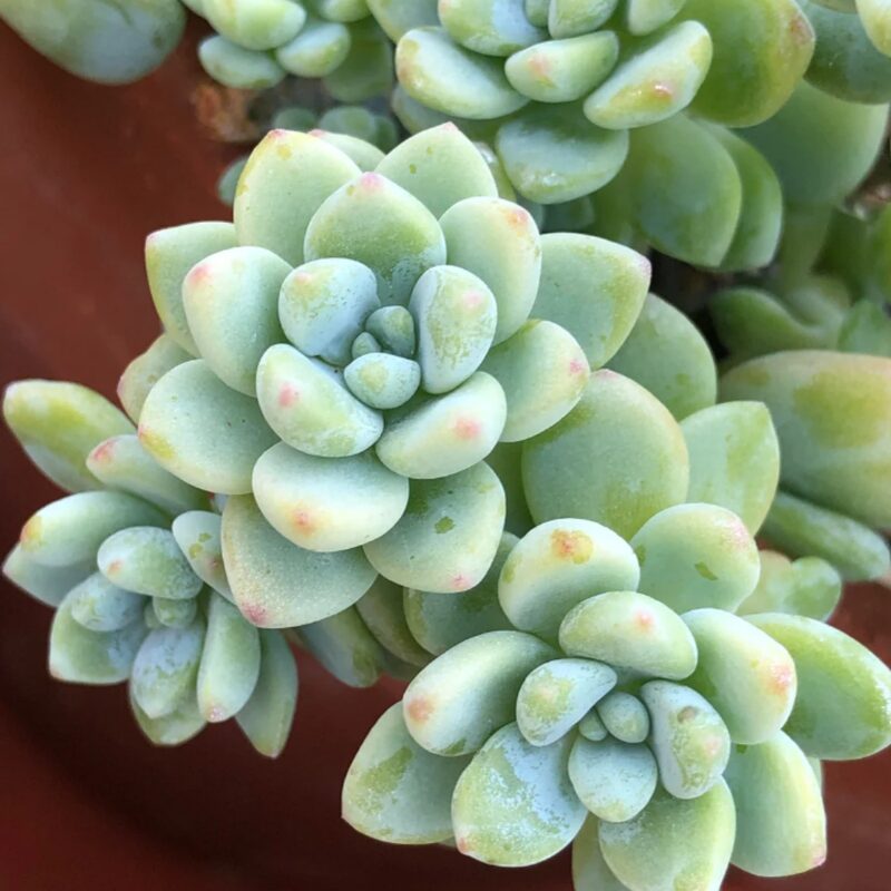 Sedum Clavatum Plant, Tiscalatengo Gorge Plant - 4 Inches Pot - Floral Succulent, Rock Garden Plant - Image 5