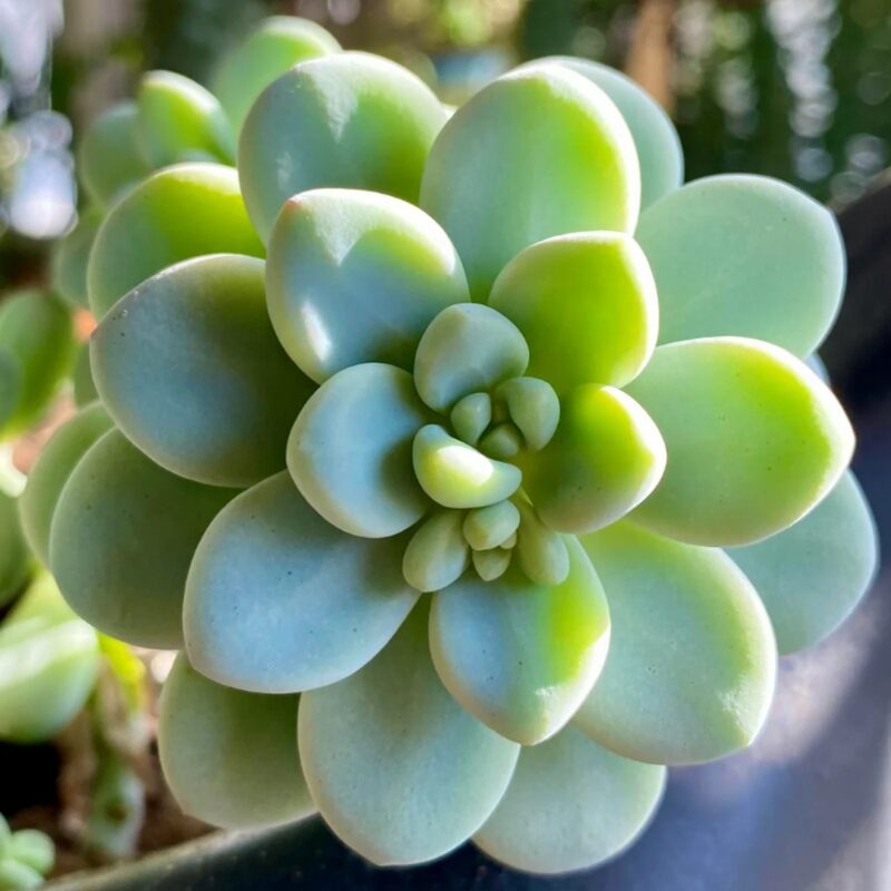 Sedum Clavatum Plant, Tiscalatengo Gorge Plant - 4 Inches Pot - Floral Succulent, Rock Garden Plant - Image 3