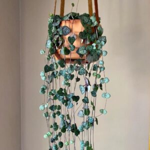 Ceropegia Woodii Silver Glory String Of Hearts Succulents Plants