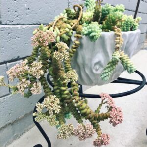 String Of Buttons Succulents Plants