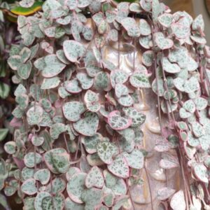 Variegated String Of Hearts Succulents Plants
