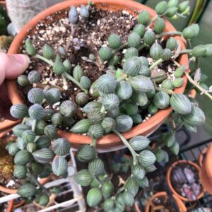 Alternative view of String Of Watermelon Succulents Plants