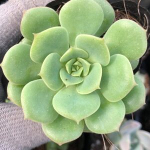 Alternative view of Echeveria Lime And Chile Succulent Plants