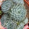 Echeveria Setosa Mexican Firecracker Succulent Plants