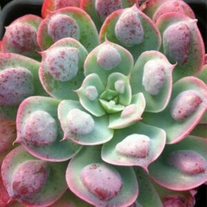 Alternative view of Echeveria Raindrops Succulent Plants