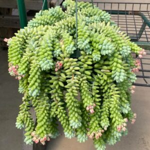 Sedum Plants