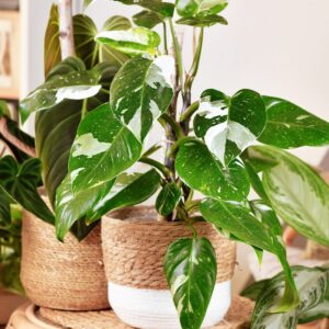 White Princess Philodendron Plant
