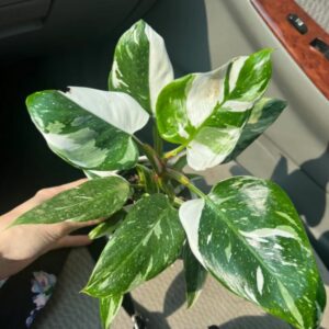 White Princess Philodendron Plant