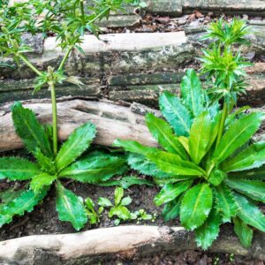 Alternative view of Culantro Plant