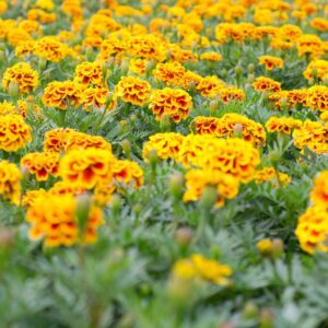 Alternative view of Marigold Plant