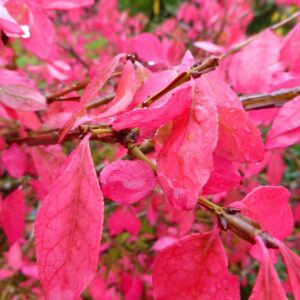 Alternative view of Burning Bush Trees