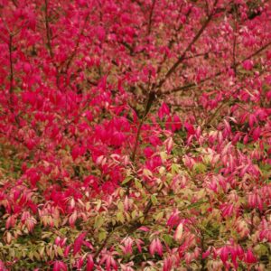 Alternative view of Burning Bush Trees