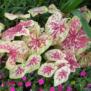8 Caladium Bulbs